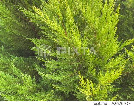 fresh plants. bush with green leaves. exotic tree in a hot, tropical country. bushes in the park, evergreen spruce, natural texture 92626038