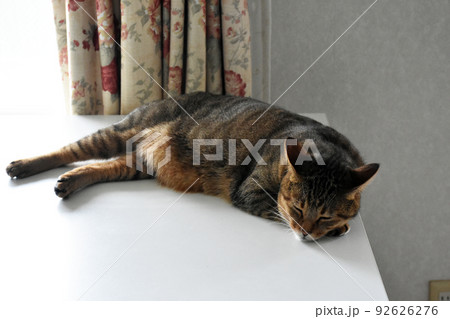 【保護猫】食卓の上でまったりくつろぐキジトラ猫 【保護猫】食卓の上でまったりくつろぐキジトラ猫 92626276