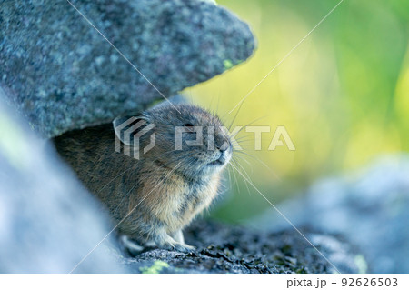 青みがかった朝のガレ場 風穴から顔を出したエゾナキウサギ 青みがかった朝のガレ場 風穴から顔を出したエゾナキウサギ 92626503