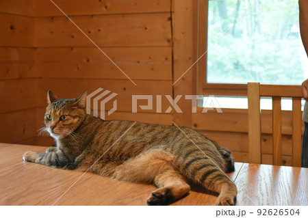 ログハウスの食卓で横になる2歳のキジトラ猫 92626504