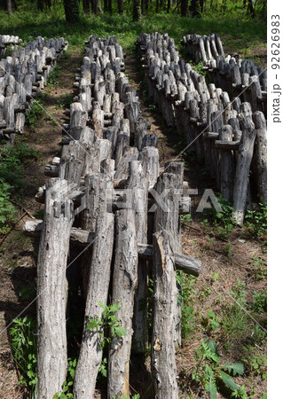 キノコの原木栽培 キノコの原木栽培 92626983