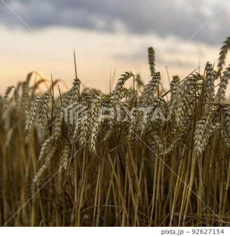 Golden wheat field under a setting sun.Organic golden ripe ears of wheat on agricultural field. Golden wheat field under a setting sun.Organic golden ripe ears of wheat on agricultural field. 92627154