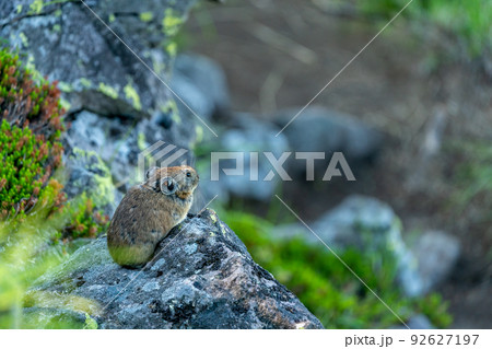 植物の緑あるガレ場で日向ぼっこするエゾナキウサギ 植物の緑あるガレ場で日向ぼっこするエゾナキウサギ 92627197