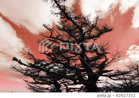 車窓より落葉針葉樹 唐松 92627352