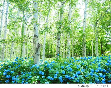北海道の絶景 豊平公園の白樺林と紫陽花 北海道の絶景 豊平公園の白樺林と紫陽花 92627461