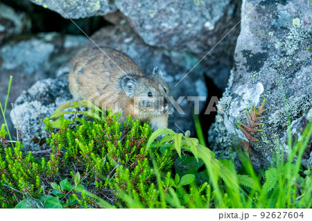 高山植物のあるガレ場を歩くエゾナキウサギ 高山植物のあるガレ場を歩くエゾナキウサギ 92627604