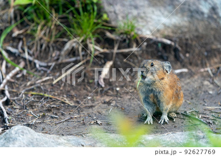 緑あるガレ場で植物を食べるエゾナキウサギ　左向き 92627769