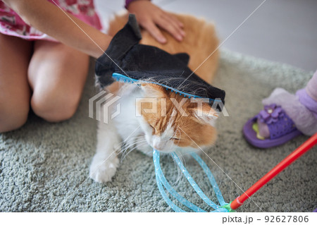 cute tabby little kitten european shorthair cat in hands. 92627806