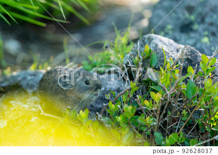 高山植物に朝の光さすガレ場で植物を食べる子どものエゾナキウサギ 高山植物に朝の光さすガレ場で植物を食べる子どものエゾナキウサギ 92628037