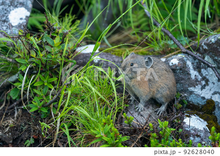 緑の高山植物を食べる子どものエゾナキウサギ 92628040