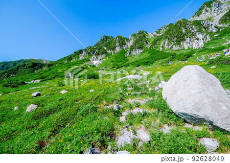 高山植物咲く千畳敷カール 高山植物咲く千畳敷カール 92628049