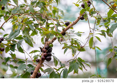 滋賀県草津市　水生植物公園みずの森の温室ロータス館で実るジャボチカバの実 92628070