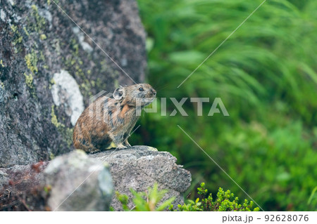 高山植物の緑あるがれ場で瞑想するエゾナキウサギ 高山植物の緑あるがれ場で瞑想するエゾナキウサギ 92628076