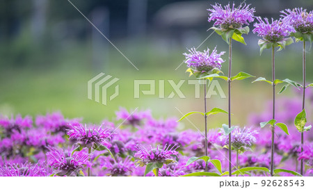 矢車薄荷 矢車薄荷 92628543