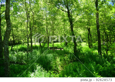 涼しい夏木立の中の道-箱根湿生花園 92628573