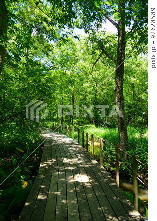 涼しい夏木立の中の道-箱根湿生花園 92628589