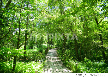 涼しい夏木立の中の道-箱根湿生花園 92628590