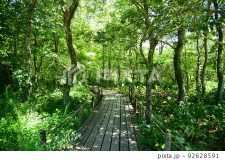 涼しい夏木立の中の道-箱根湿生花園 92628591