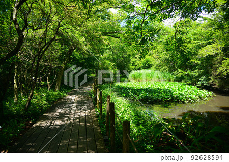 涼しい夏木立の中の道-箱根湿生花園 92628594