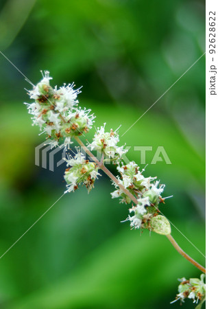 スイートマジョラムの花 92628622