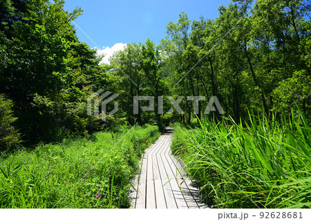 爽やかな夏の箱根湿生花園 92628681