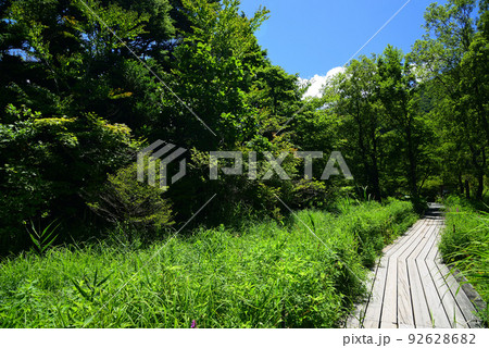 爽やかな夏の箱根湿生花園 92628682