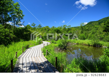 爽やかな夏の箱根湿生花園 92628683