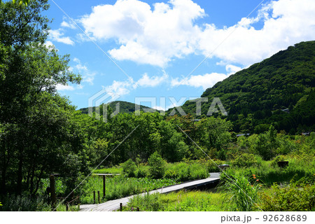 爽やかな夏の箱根湿生花園 92628689