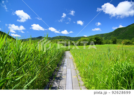 爽やかな夏の箱根湿生花園 92628699