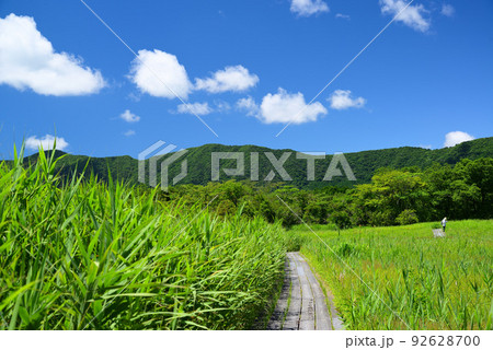 爽やかな夏の箱根湿生花園 92628700