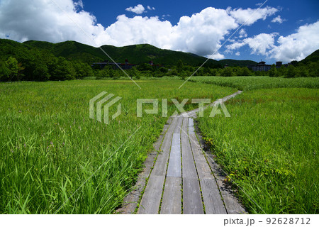爽やかな夏の箱根湿生花園 92628712