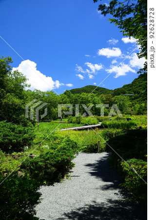 爽やかな夏の箱根湿生花園 92628728