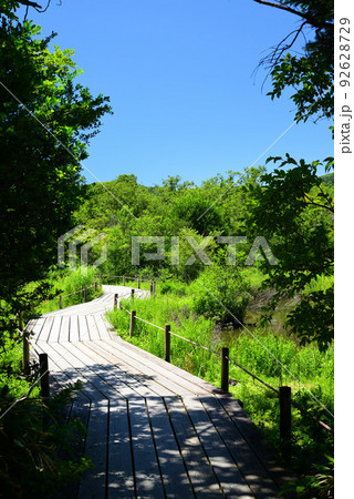爽やかな夏の箱根湿生花園 92628729