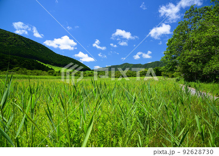 爽やかな夏の箱根湿生花園 92628730
