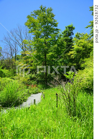 爽やかな夏の箱根湿生花園 92628732