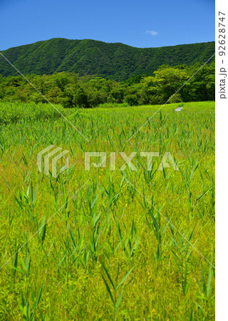 爽やかな夏の箱根湿生花園 爽やかな夏の箱根湿生花園 92628747