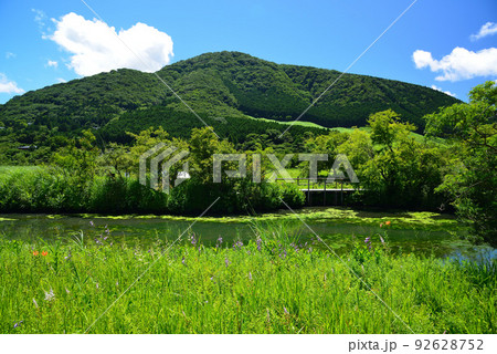 爽やかな夏の箱根湿生花園 92628752
