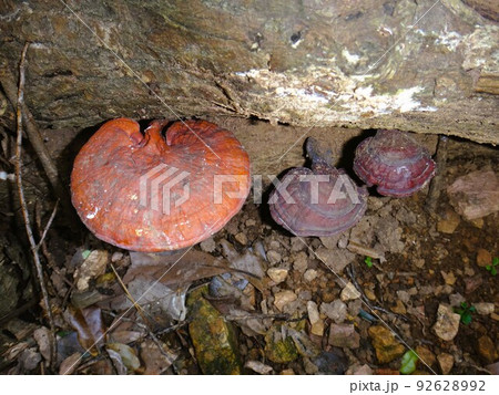 丸太から生えるマンネンタケ 丸太から生えるマンネンタケ 92628992