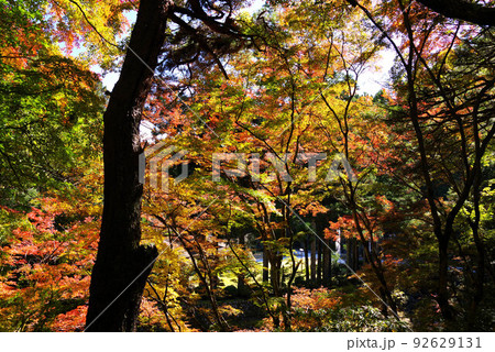 身延山久遠寺の紅葉 身延山久遠寺の紅葉 92629131