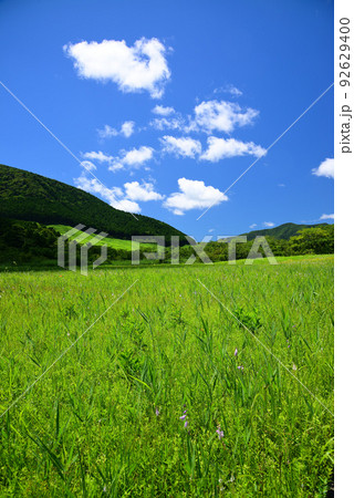 爽やかな夏の箱根湿生花園 92629400