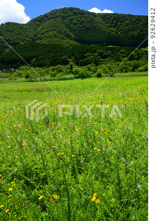 爽やかな夏の箱根湿生花園 92629412