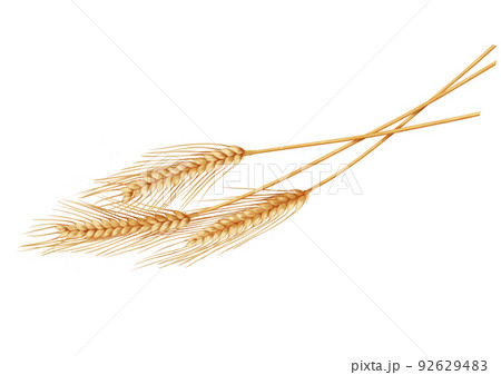 麦穂 麦 リアル のイラスト素材 [92629483] - PIXTA