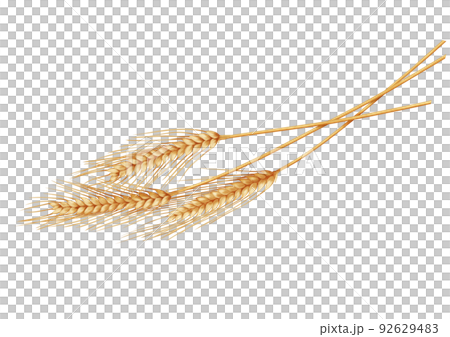 麦穂 麦 リアル  92629483