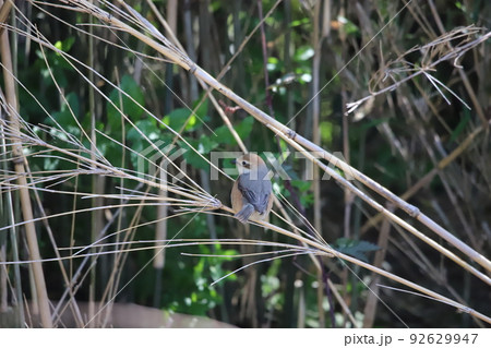 竹にとまっているモズの幼鳥 92629947