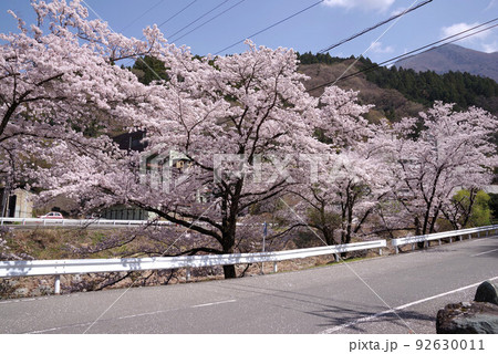 下部温泉の桜 92630011