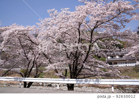 下部温泉の桜 下部温泉の桜 92630012