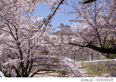 下部温泉の桜 下部温泉の桜 92630028