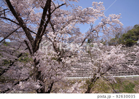 下部温泉の桜 下部温泉の桜 92630035
