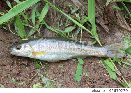 釣り上げたアブラハヤ(新潟県) 釣り上げたアブラハヤ(新潟県) 92630270