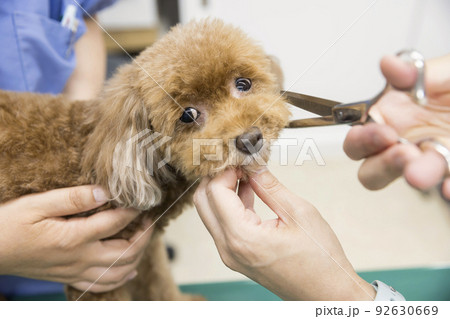動物病院でトリミングをする犬　トイプードル 92630669